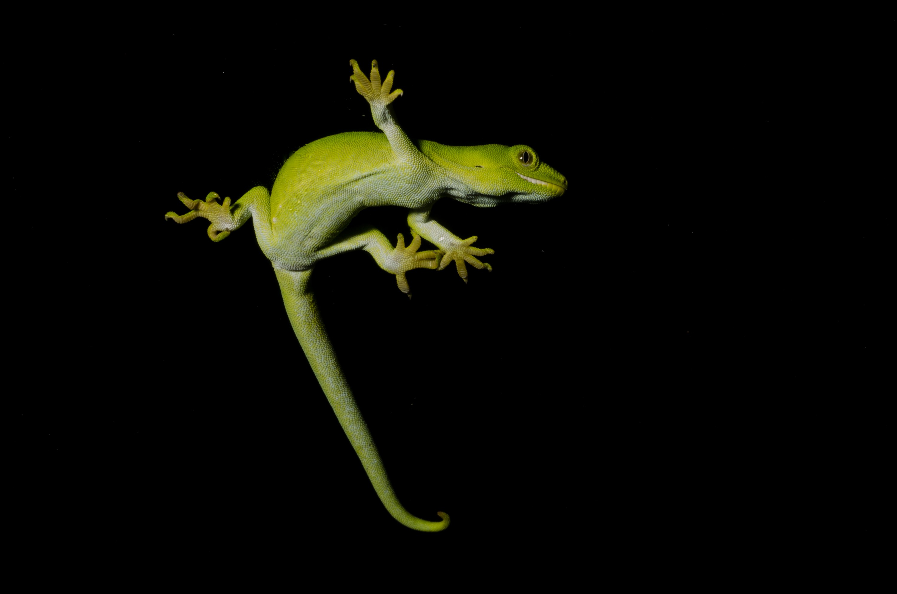 DSC_6008 – Auckland, green, gecko, Naultinus, elegans, elegans, home, lizard, Crispin, reptiles, amphibians, rare, cold, blood, new, new zealand, zealand, nz